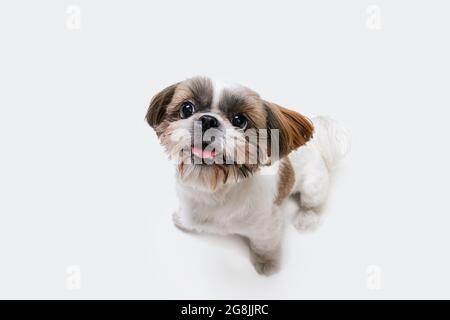 Primo piano ritratto del simpatico gioioso cane Shih Tzu in posa isolato su sfondo bianco studio. Foto Stock