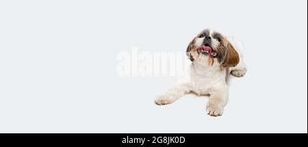 Volantino. Ritratto di simpatico gioioso cane Shih Tzu giacente sul pavimento e guardando verso l'alto isolato su sfondo bianco studio. Foto Stock