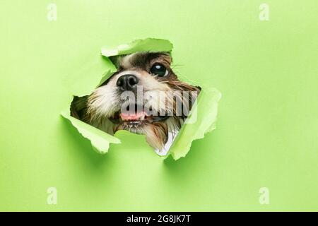 Cute faccia del cane sbirciando fuori da dietro carta verde strappata. Piccolo cane giocoso Shih Tsu. Primo piano dell'immagine Foto Stock