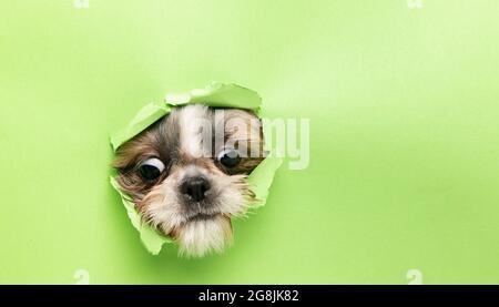 Cute faccia del cane sbirciando fuori da dietro carta verde strappata. Piccolo cane giocoso Shih Tsu. Primo piano dell'immagine Foto Stock