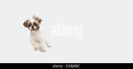 Ritratto di carino gioioso cane Shih Tzu corsa veloce isolato su sfondo bianco studio. Volantino. Foto Stock