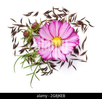 Composizione di fiori e semi COSMOS isolata su sfondo bianco. COSMOS bipinnatus. Vista dall'alto Foto Stock