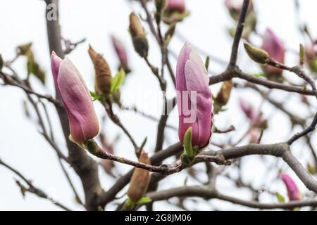 Fiori rosa magnolia su albero su sfondo cielo. Foto Stock