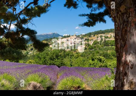 Il villaggio di Aurel in Provenza con campi di lavanda in estate. Vaucluse nella regione Provenza-Alpi-Costa Azzurra, Francia Foto Stock