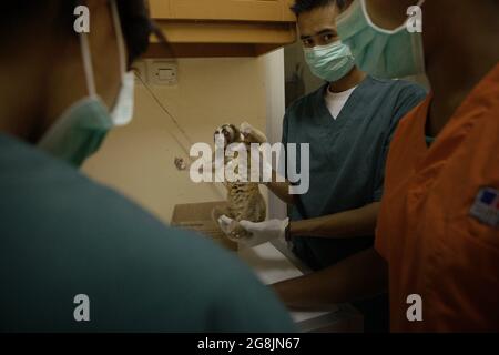 Un team di veterinari guidato da Sharmini Julita Paramasivam sta preparando un lento loris per un trattamento medico. I loris sono stati salvati dal commercio della fauna selvatica e sono feriti. Si tratta di uno dei primati riabilitati presso la struttura gestita dall'International Animal Rescue (IAR) di Ciapus, Bogor, Giava Occidentale, Indonesia. I primati saranno liberati nel selvaggio una volta che sono pronti. Foto Stock