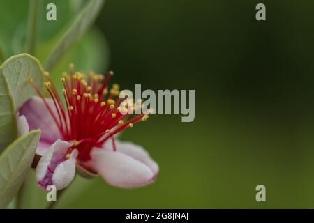 fresco fiore da una guava di mela con sfondo verde Foto Stock