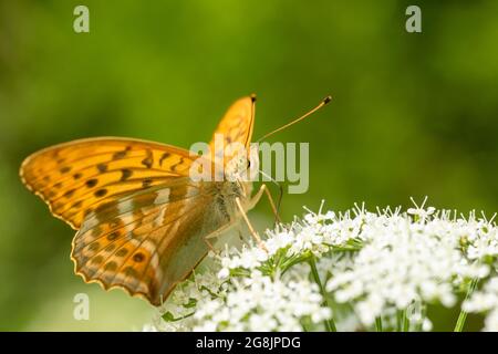 Grande farfalla arancione, maschio argento-lavato fritillary, Argynnis pafia alimentazione su nettare di fiori del terreno anziano (Aegopodium podagraria) in esso Foto Stock