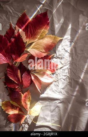 Foglie colorate di edera autunnale rosso e giallo su carta stropicciata Foto Stock