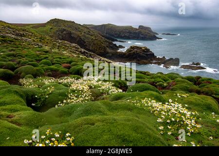 Vista costiera sull'isola di Skomer in Pembrokeshire Vista costiera sull'isola di Skomer in Pembrokeshire Foto Stock