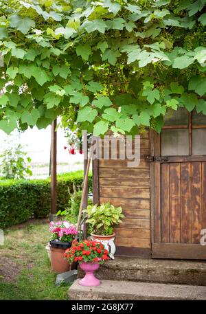 Vitigno da tavola che cresce sul fornello, in un giardino. Foto Stock