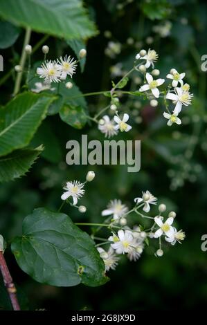 Clematis vitalba è un arbusto rampicante con fiori verdi-bianchi profumati. Primo piano. Foto Stock