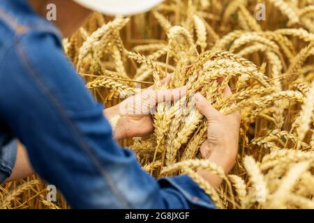 farmer controllare la qualità dei gancetti di grano in campo di cereali Foto Stock