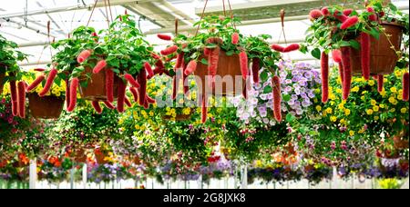 vasi di fiori di hispida di acalypha di cinille appesi al negozio di piante da giardino Foto Stock