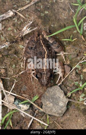 Rana di cricket, Fejervarya orissaensis, Satara, Maharashtra, India Foto Stock