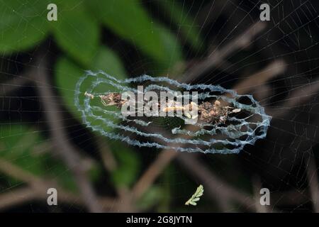 Detriti orb tessitore, Ciclosa ornata, Satara, Maharashtra, India Foto Stock