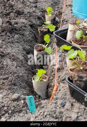 Piantando fuori piantine di pastinaca che sono state cresciute da seme in rotoli di gabinetto tubi per aiutare la germinazione. Pastinaca sativa ' Gladiator' F1 Foto Stock