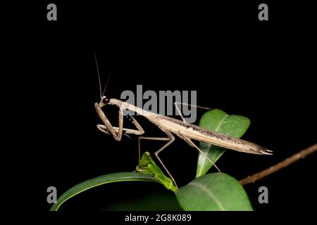 Laterale di Mantis marrone, Statilia maculata, Satara, Maharashtra, India Foto Stock