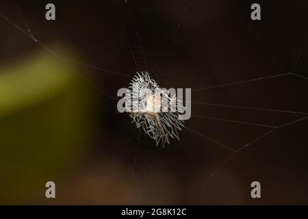 Firma orb tessitore ragno, Argiope anasuja, Satara, Maharashtra, India Foto Stock