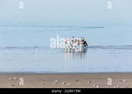 Quattro cavalli sono cavalcati dal mare sulla spiaggia di Barry Island in una soleggiata mattina estiva. Foto Stock