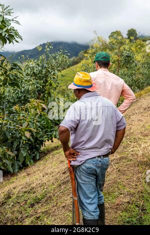 colpo verticale di due coltivatori che camminano attraverso un raccolto di avocado Foto Stock