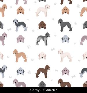 Clipart Bedlington Terrier. Diversi colori del cappotto e set di pose. Illustrazione vettoriale Illustrazione Vettoriale