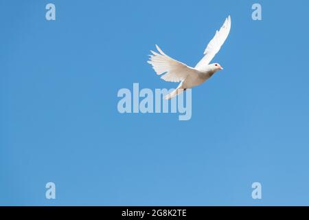 Una colomba bianca che sorvola un cielo blu. Concetti religione animale Foto Stock