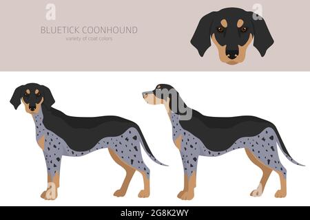 Bluetick coonhound clipart. Diversi colori del cappotto e set di pose. Illustrazione vettoriale Illustrazione Vettoriale