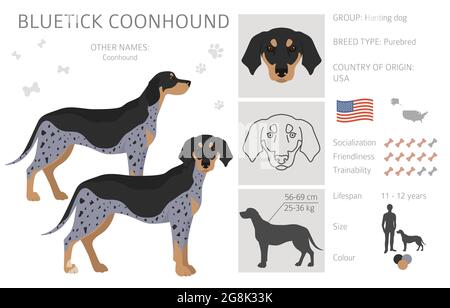 Bluetick coonhound clipart. Diversi colori del cappotto e set di pose. Illustrazione vettoriale Illustrazione Vettoriale