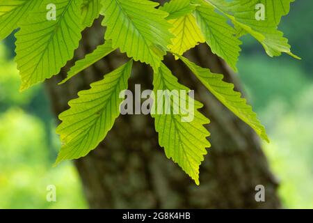 Foglie di castagno, Clifty Canyon state Park, Indiana Foto Stock