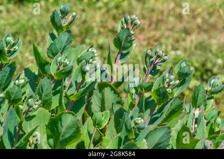 Belle piante verdi fiorire nel giardino Foto Stock