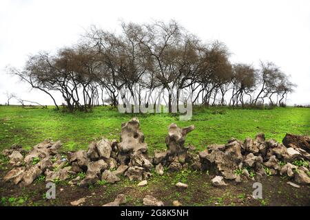 Paesaggio a sud di Oman, Salalah. Medio Oriente Foto Stock