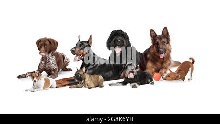 Collage d'arte fatto di cani divertenti razze diverse in posa isolato su sfondo bianco studio. Foto Stock
