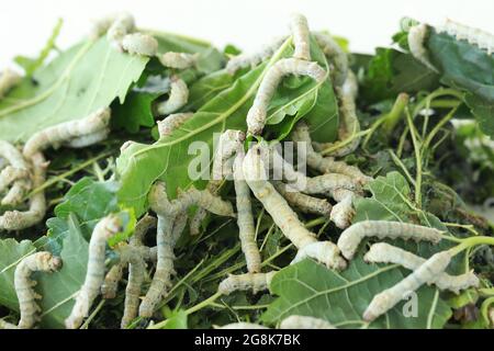 Silkworm si sta nutrendo con foglie di gelso. Primo piano su un worm di seta. Foto Stock