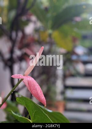 CHENNAI, INDIA - 03 gennaio 2021: Un primo piano di un fiore rosa Laceleaf coperto di gocce di pioggia Foto Stock