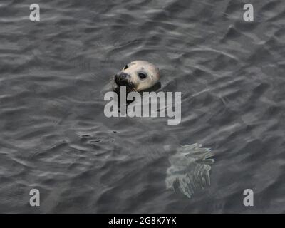 Carino sigillo comune che aderisce testa fuori dall'acqua Foto Stock