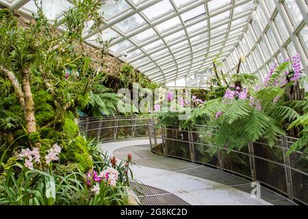 La Sembcorp Cool House nel Giardino Botanico nazionale delle Orchidee di Singapore attira i visitatori con la sua aria fresca, la nebbia e la cascata. Foto Stock