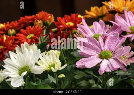 Closeup di un gruppo di colorati fiori di assalto con piccole gocce di pioggia sui petali Foto Stock