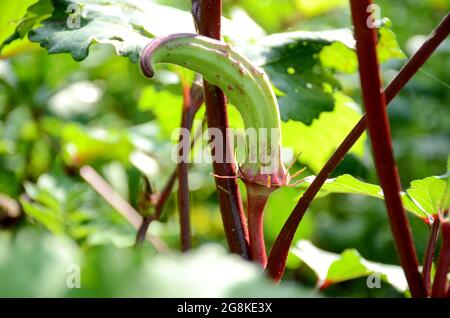 Primo piano di un Okra verde maturo cresciuto nel giardino Foto Stock