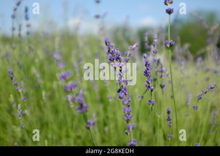 Lavandini che crescono in una fattoria di lavanda Foto Stock