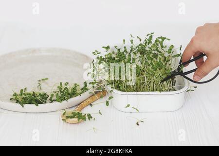 Coltivare i micrograni a casa. Taglio a mano di germogli di lino fresco con forbici da più su sfondo di cucchiaio e piatto moderno su legno bianco. Lino Foto Stock