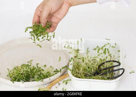 Coltivare i micrograni a casa. Tenere a mano germogli di lino fresco sullo sfondo di piatto moderno, cucchiaio, forbici su legno bianco. Lino o lino più profiero, microfono Foto Stock