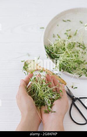 Tenere a mano germogli di lino fresco sullo sfondo di piatto moderno, cucchiaio, forbici su legno bianco. Coltivare i micrograni a casa. Lino o lino più profiero, microfono Foto Stock