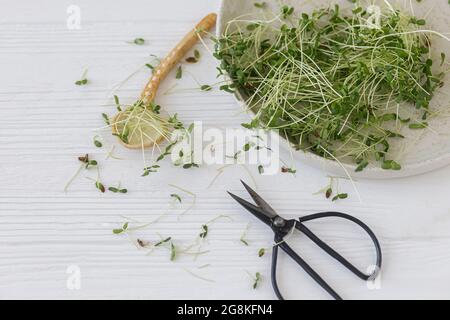 Germogli di lino fresco su piatto moderno, cucchiaio, forbici su legno bianco. Coltivare i micrograni a casa. Germogli di lino o di lino, micro verde Foto Stock