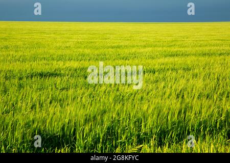 Wheatfield, Deuel County, Nebraska Foto Stock