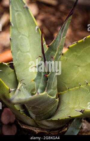 Colpo verticale di una pianta di agave parrasana verde Foto Stock