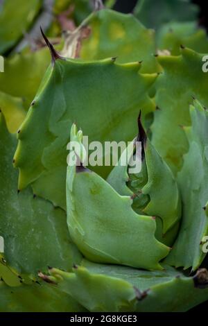 Colpo verticale di una pianta di agave parrasana verde Foto Stock