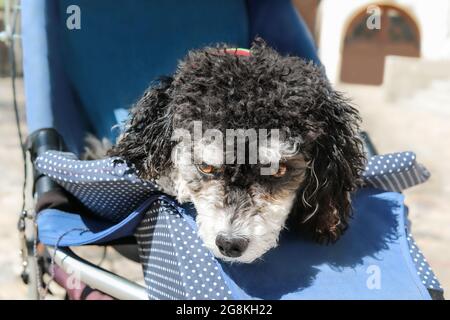 Carino cane seduto in passeggino o cane buggy. Piccolo bianco e nero morbido poodle femmina sta guardando interessato a qualcosa. Concetto per perchè i cani, ca Foto Stock