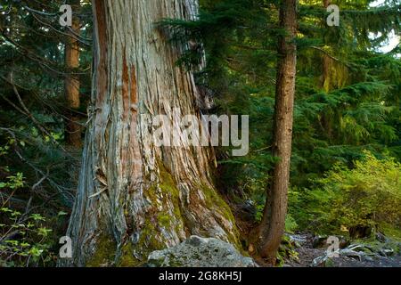 Un'immagine esterna di una foresta nord-occidentale del Pacifico con un vecchio albero di cedro giallo dell'Alaska in crescita Foto Stock