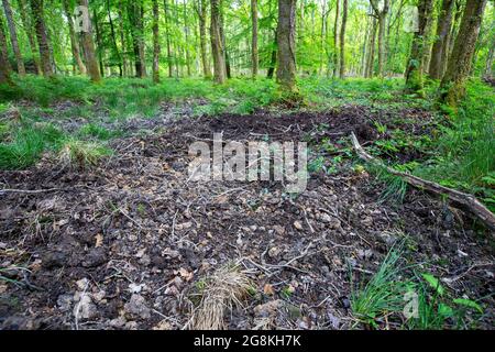Danni causati da Wild Boar nella Foresta di Dean, Gloucestershire, Regno Unito. Foto Stock