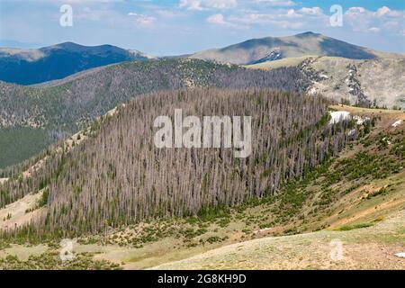 Monarch, Colorado - alberi vicino alla divisione continentale su Monarch Mountain uccisi dal barbabietola di abete rosso (Dendroctonus rufipennis). Il problema è e. Foto Stock